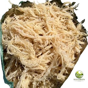 Wild Irish Sea Moss Dried Premium Quality Raw Seaweed for Gel Making Smoothies Vegan Superfood Bulk Supplier - Product Image 2