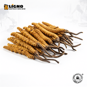 ผงเห็ดถั่งเช่าสีทอง LiGNO OCS02 |   ส่วนผสมจากธรรมชาติสำหรับเครื่องดื่มและอาหารเสริม |   ได้รับการรับรองออร์แกนิก - Product Image 1