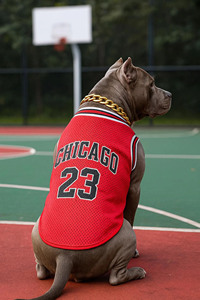 Chaleco Deportivo de Malla para Perros Chicago 23, Transpirable, para Todas las Estaciones - Product Image 3
