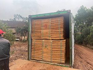 Placage de bois 100 % naturel (eucalyptus/acacia/caoutchouc) en gros pour la fabrication de contreplaqué - Product Image 6