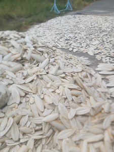 โรงงานจำหน่ายกระดูกปลาหมึกแห้งจำนวนมากสำหรับอาหารนก - Product Image 3