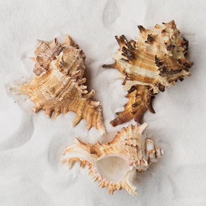 Murex operculum เปลือกหอยเปลือกหอยธรรมชาติสำหรับชายหาด VIBE accents - Product Image 6