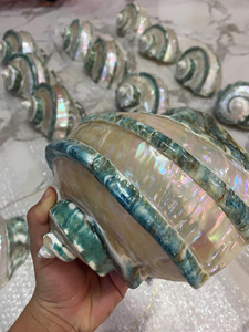 Vietnam Factory Large Turbo Shell 18–20cm Natural Sea Shell Decorative Craft Bulk Manufacturer Export - Product Image 3