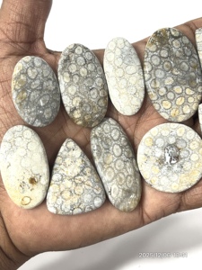 Coral noir naturel, pierres précieuses brutes, cabochons, formes et tailles variées, environ 20 à 30 mm - Product Image 2