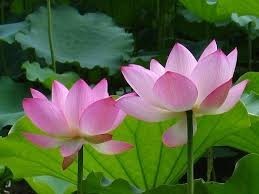 รากบัวแช่แข็ง IQF พรีเมียม – รากบัวหั่นชิ้นแช่แข็ง, ผู้จัดจำหน่ายจากเวียดนาม, ขายส่งจำนวนมาก, คุณภาพส่งออก // คุณทอม - Product Image 6