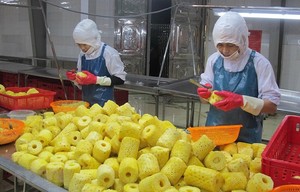 Piña VDELTA de Vietnam |   IQF y Secado al Vacío |   Servicio OEM - Product Image 6