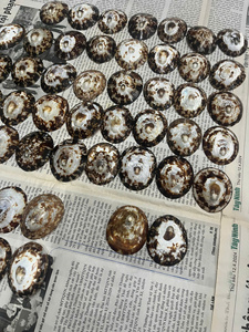 Coquilles de limaces naturelles polies de marque vietnamienne en gros, pour soutenir l'allaitement et stimuler la production de lait, cadeau de mariage - Product Image 5