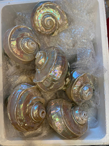 เปลือกหอยเทอร์โบมาร์มาทาตัสแท้: เปลือกหอยทากสีเขียวธรรมชาติสำหรับตกแต่งบ้านสุดหรู |   เปลือกหอยมุกขัดเงาขนาดใหญ่ - Product Image 5