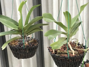 Panier suspendu en plastique pour orchidées avec crochet en acier, pot à orchidées en PP pour jardin, balcon, plantes d'intérieur et d'extérieur - Product Image 2