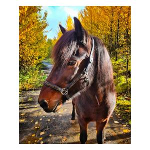 Licou de cheval en cuir anglais classique de haute qualité avec cuir indien noir au design intemporel et boucle en laiton - Product Image 1