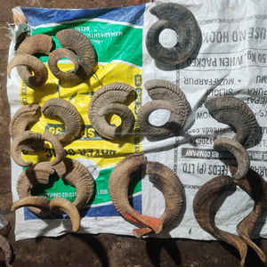 Corne de mouton nautique écologique, matériau organique poli, décoration d'intérieur - Product Image 6