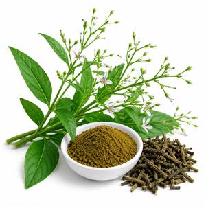 Extrait de Andrographis Paniculata Naturel en Poudre, Ingrédient Herbal Standardisé pour Produits de Soutien Immunitaire, Fabrication OEM Directe Usine - Product Image 6