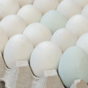 Huevos de gallina frescos comestibles de primera calidad, con cáscara blanca, envasados en cartones con cuidado higiénico para exportación a granel a compradores. - Product Image 5