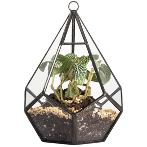 Terrarium en verre géométrique nouvellement moderne jardinière de table élégante idéale pour les plantes succulentes pièce d'accent déco élégante à la maison enduite de noir - Product Image 4