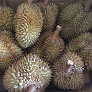 Durian Congelado IQF al por Mayor de Vietnam, 20 kg, Exportación a Granel, Paquete Estándar, Calidad Premium OEM, Etiqueta Privada, Envasado al Vacío, Forma Alargada - Product Image 3