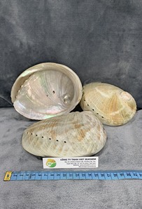 Conchas de Abulón de Vietnam, Suministro Natural, Conchas Marinas Premium, Venta al por Mayor a Granel, Exportación 2025 - Product Image 6