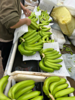 Premium Export Cavendish Bananen Uit Vietnam Vers Zoet En Voedzaam, Perfect Voor Dagelijks Gebruik In De Detailhandel En Bulkverpakkingen