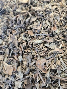 <b>Dried</b> Mesona Leaves Vietnam <b>Grass</b> Jelly Leaves Natural Black <b>Grass</b> Jelly Leaf for Herbal Drink Cooling Dessert Jelly Production - Product Image 2
