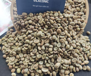 กาแฟโรบัสต้าเวียดนาม ปี 2024 ผลผลิตใหม่ เกรด AA คุณภาพดี สะอาด ขัดเงา 60 กก./ถุง บรรจุในกระสอบ จากโรงงานวิลาโคนิค (+84398885178) - Product Image 5