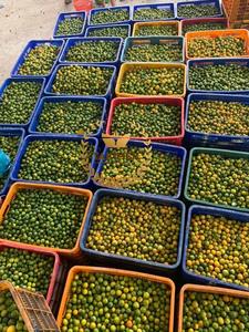 Kumquat แช่แข็ง calamansi แช่แข็งเข้มข้นแหล่งกำเนิดเวียดนามในปริมาณสูง - Product Image 6