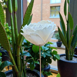 VADEE Sola Wood Flower Craft Handmade Sustainable Pure Ivory Elegance Sola Wood Flowers 8.5 CM Sesbania Fiber Rod Thailand - Product Image 4