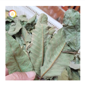 Feuilles de goyavier séchées pures pour le soutien digestif et la gestion de la glycémie, disponibles pour le marché international du commerce de gros - Product Image 1