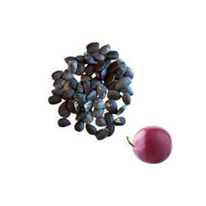 Graines de fruit de la passion de qualité supérieure, fournies par le meilleur fabricant vietnamien, emballées en sacs de 25 kg, au meilleur prix. - Product Image 1