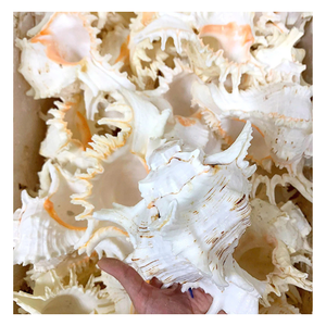 Large Natural Sea Shells Huge Ocean Conch Jumbo Seashells for Wedding Decor Beach Theme Party Home Fish Tank Collectors - CARYLN - Product Image 4