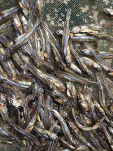 Anchois séchés au soleil du Vietnam, produit de la pêche pour la cuisine, ingrédients, approvisionnement au détail et distribution en gros - Product Image 6