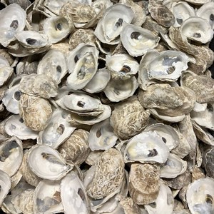 Coquilles d'huîtres du Vietnam, coquillages naturels de mer, prix le plus bas, coquillages pour décoration. - Product Image 1