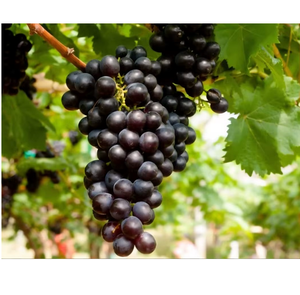 Raisins noirs frais naturels, récolte premium, fruits sucrés pour consommation quotidienne, vente au détail, vente en gros, approvisionnement international, qualité Ocean - Product Image 4
