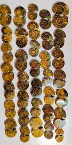 Amonitas naturales de primera calidad, las más vendidas, con excelentes calificaciones, en forma de cabujón, piedras preciosas sueltas para joyería. - Product Image 3