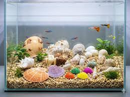 เปลือกหอยตกแต่งหลากหลายชนิดสำหรับตกแต่งตู้ปลาและเป็นพร็อพถ่ายรูป - Product Image 4