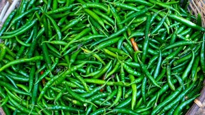 Chiles Verdes Frescos, Sabor Natural, Picantes, Esenciales para la Cocina, Calidad Fresca de Granja, Sabor Premium, Caja de Cartón de 4.5 kg, Grace - Product Image 5