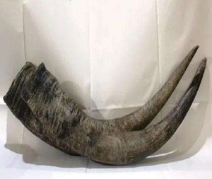 Fabricante de Cuernos Vikingos Hechos a Mano y Ecológicos de la India, Proveedor Mayorista de Cuernos de Búfalo Pulidos - Product Image 5