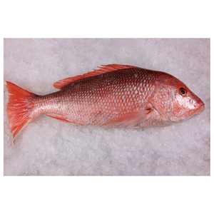 Meilleur prix pour le poisson-doré frais et congelé en vente - Product Image 5