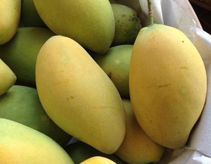 Mangues vertes fraîches en gros - Fruits tropicaux de haute qualité, douceur naturelle, prix compétitif // M. Tom - Product Image 1