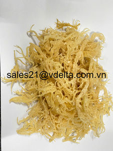 ฝ้ายมอสทะเลไอริชเกรดดีที่สุด/สาหร่าย/Eucheuma cottonii จากเวียดนาม/มิสลิมา - Product Image 4