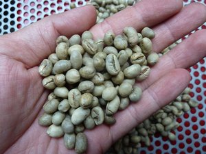Café Vert Robusta PHALCO de Haute Qualité Grade 1 Tamis 16/18 Vietnam Meilleur Prix Prêt à l'Exportation en Sac de Jute - Product Image 2