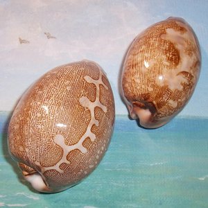 Paquete de conchas de cauri, decoración boho para playa, adornos de conchas marinas naturales, conchas del océano, buen precio - Product Image 3