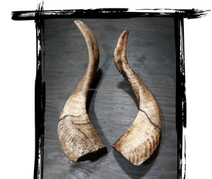 Corne de mouton avec couleur naturelle de corne brune, produit de haute qualité, idéal pour la décoration intérieure - Product Image 5