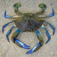 Crabe bleu congelé en gros, qualité supérieure, approvisionnement en vrac, qualité alimentaire, prêt à expédier, exportation