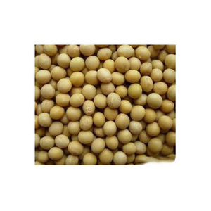 Soja jaune non-OGM de qualité export / Grains de soja de qualité supérieure pour les importateurs de soja - Product Image 1