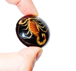Escorpión Dorado, Espécimen Real, Cabujón de Plástico Redondo de 38x38 mm, Base Plana Negra para Manualidades y Joyería - Product Image 1