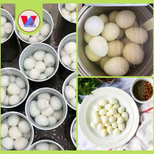 HUEVOS DE CODORNIZ EN SALMURAS ENLATADOS Green Choice 425g, HUEVOS DE CODORNIZ COZIDOS Y PELADOS, PREPARACIÓN RÁPIDA PARA SOPAS ASIÁTICAS Y COMIDAS EN Caja - Product Image 6