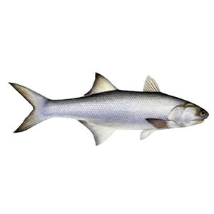 Filetes de Salmón Congelados de Alta Calidad, Recién Llegados, Filetes de Pescado Congelados a Granel - Product Image 5