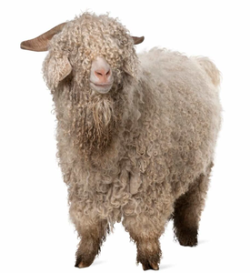 Chèvres Angora pour l'élevage commercial de mohair et la vente en gros - Marque NMF (PVT) LTD - Fabricant d'Afrique du Sud - Product Image 6