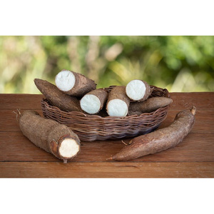 Yuca fresca de alta calidad cocida con arroz glutinoso, en sopa dulce o molida para hacer harina de tapioca y preparar pasteles. - Product Image 4