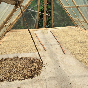 Mejor Precio, Granos de Café Crudo Robusta S16 de Vietnam, Cuerpo Intenso, Alto Contenido de Cafeína, Venta al Por Mayor para Fábricas de Café y Marcas - Product Image 4