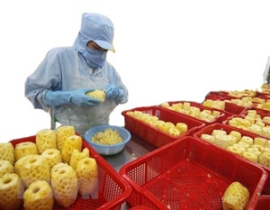 Morceaux d'ananas en sirop en vrac pour l'industrie des boissons et de la restauration, provenant du Vietnam - Product Image 6